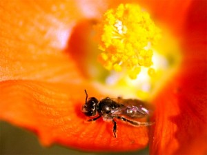 flower-macro